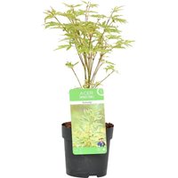 Bloomique - Acer Palmatum Butterfly - Japanischer Ahorn - Buntes Laub - Gartenpflanzen - Winterhart - 20-30 cm Hoch - Topf 10,5 cm Bloomique - Acer Palmatum Butterfly - Japanischer Ahorn - Buntes Laub - Gartenpflanzen - Winterhart - 20-30 cm Hoch - Topf 10,5 cm von BLOOMIQUE