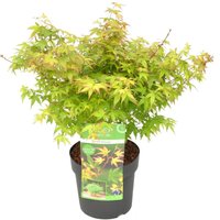 Bloomique - Acer Palmatum Little Princess - Japanischer Ahorn - Gartenpflanzen - Winterhart - 50-70 cm Hoch - Topf 19 cm Bloomique - Acer Palmatum Little Princess - Japanischer Ahorn - Gartenpflanzen - Winterhart - 50-70 cm Hoch - Topf 19 cm von BLOOMIQUE