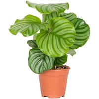 Bloomique - Calathea Orbifolia - Korbmarante -Zimmerpflanzen - Pflegeleicht - Luftreinigend - Haustierfreundlich - Höhe 40-50 cm - Topf 14 cm Bloomique - Calathea Orbifolia - Korbmarante -Zimmerpflanzen - Pflegeleicht - Luftreinigend - Haustierfreundlich - Höhe 40-50 cm - Topf 14 cm von BLOOMIQUE