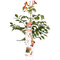 Bloomique - Campsis Radicans Flamengo - Trompetenblume - Rot - Kletterpflanzen - Gartenpflanzen - Winterhart - 50-70 cm Hoch - Topf 15 cm Bloomique - Campsis Radicans Flamengo - Trompetenblume - Rot - Kletterpflanzen - Gartenpflanzen - Winterhart - 50-70 cm Hoch - Topf 15 cm von BLOOMIQUE