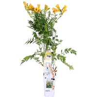 Bloomique - Campsis Radicans Flava - Trompetenblume - Gelb - Kletterpflanzen - Gartenpflanzen - Winterhart - 50-70 cm Hoch - Topf 15 cm Bloomique - Campsis Radicans Flava - Trompetenblume - Gelb - Kletterpflanzen - Gartenpflanzen - Winterhart - 50-70 cm Hoch - Topf 15 cm von BLOOMIQUE