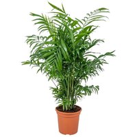 Bloomique - Chamaedorea Elegans - Bergpalme - Zimmerpflanzen - Pflegeleicht - Haustierfreundlich - Höhe 50-70 cm - Topf 17 cm Bloomique - Chamaedorea Elegans - Bergpalme - Zimmerpflanzen - Pflegeleicht - Haustierfreundlich - Höhe 50-70 cm - Topf 17 cm von BLOOMIQUE