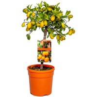 Bloomique - Citrus Kumquat - Zwergorange - Orangenbaum - Zitrusbaum - Obstbaum - Gartenpflanzen - 50-70 cm Hoch - Topf 19 cm von BLOOMIQUE