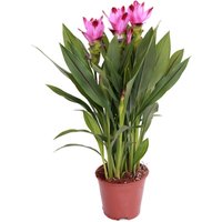 Bloomique - Curcuma Siam - Kurkuma Pflanze - Siamesische Tulpe - Blühende Zimmerpflanzen - Luftreinigend - Höhe 50-60 cm - Topf 14 cm von BLOOMIQUE