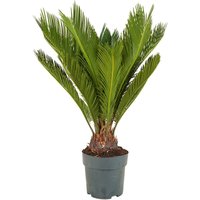 Bloomique - Cycas Revoluta - Palmfarn - Sagopalme - Palme - Sehr Pflegeleicht - Höhe 60-70 cm - Topf 17 cm von BLOOMIQUE