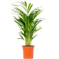 Bloomique - Dypsis Lutescens - Goldfruchtpalme - Areca Palme - Zimmerpflanzen - Pflegeleicht - Haustierfreundlich - Höhe 60-70 cm - Topf 17 cm Bloomique - Dypsis Lutescens - Goldfruchtpalme - Areca Palme - Zimmerpflanzen - Pflegeleicht - Haustierfreundlich - Höhe 60-70 cm - Topf 17 cm von BLOOMIQUE