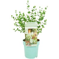 Bloomique - Eucalyptus Parvifolia - Eukalyptuspflanze - Gartenpflanzen - Winterhart - ⌀15 cm - 30-40 cm Bloomique - Eucalyptus Parvifolia - Eukalyptuspflanze - Gartenpflanzen - Winterhart - ⌀15 cm - 30-40 cm von BLOOMIQUE