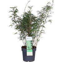 Bloomique - Fargesia Rufa - Bambuspflanze - Nicht wuchernd - Winterhart - Immergrün - Gartenpflanzen - 80-100 cm Hoch - Topf 23 cm Bloomique - Fargesia Rufa - Bambuspflanze - Nicht wuchernd - Winterhart - Immergrün - Gartenpflanzen - 80-100 cm Hoch - Topf 23 cm von BLOOMIQUE
