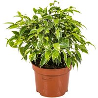 Bloomique - Ficus Benjamina Kinky - Birkenfeige - Zimmerpflanzen - Luftreinigend - Pflegeleicht - 20-30 cm Hoch - Topf 12 cm Bloomique - Ficus Benjamina Kinky - Birkenfeige - Zimmerpflanzen - Luftreinigend - Pflegeleicht - 20-30 cm Hoch - Topf 12 cm von BLOOMIQUE