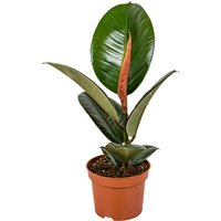 Bloomique - Ficus Elastica Robusta - Gummibaum - Zimmerpflanzen - Luftreinigend - pflegeleicht - Höhe 30-40 cm - Topf 12 cm von BLOOMIQUE