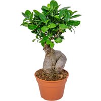 Bloomique - Ficus Ginseng - Bonsai Baum - Zimmerpflanzen - Pflegeleicht - Luftreinigend - Höhe 30-40 cm - Topf 17 cm von BLOOMIQUE