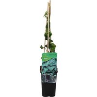 Bloomique - Hedera Hibernica - Großblättriger Efeu - Immergrün - Kletterpflanzen - Gartenpflanzen - Winterhart - Topf 15 cm - 70-80 cm hoch von BLOOMIQUE