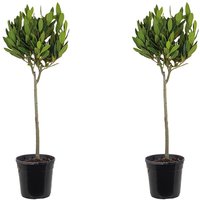 Bloomique - Laurus Nobilis am Stamm - Lorbeerbaum- Gartenpflanzen Winterhart - Gartenkräuter Pflanzen - Höhe 80-100 cm - Topf 21 cm Bloomique - Laurus Nobilis am Stamm - Lorbeerbaum- Gartenpflanzen Winterhart - Gartenkräuter Pflanzen - Höhe 80-100 cm - Topf 21 cm von BLOOMIQUE