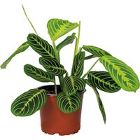 Bloomique - Maranta Lemon Lime - Gebetspflanze - Zimmerpflanzen - Luftreinigend - Höhe 10-15 cm - Topf 12 cm von BLOOMIQUE