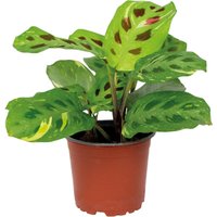 Bloomique - Maranta Variegata - Gebetspflanze - Zimmerpflanzen - Luftreinigend - Höhe 10-15 cm - Topf 12 cm von BLOOMIQUE