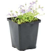 Bloomique - Mazus Reptans - Lippenmäulchen - Teichpflanzen Winterhart - Wasserpflanzen - Zone 2 - Höhe 10-20 cm - Topf 9 cm Bloomique - Mazus Reptans - Lippenmäulchen - Teichpflanzen Winterhart - Wasserpflanzen - Zone 2 - Höhe 10-20 cm - Topf 9 cm von BLOOMIQUE