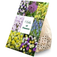 Bloomique - Mischung aus 100 - 6 Monate alten Blumen - Farbmischung - Mischung aus 7 Sorten - Blumenzwiebeln - Frühlingsblüte - Mehrjährige Pflanzen von BLOOMIQUE