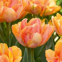 Bloomique - Mischung aus 20 - Tulipa Double Peach - Tulpenzwiebeln - gefüllte Blume - Blumenzwiebeln - Frühlingsblüte - mehrjährige Pflanzen - wird Bloomique - Mischung aus 20 - Tulipa Double Peach - Tulpenzwiebeln - gefüllte Blume - Blumenzwiebeln - Frühlingsblüte - mehrjährige Pflanzen - wird von BLOOMIQUE