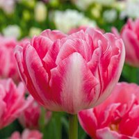 Bloomique - Mischung aus 20 - Tulipa Double Pink - Tulpenzwiebeln - gefüllte Blume - Blumenzwiebeln - Frühlingsblüte - mehrjährige Pflanzen - wird von BLOOMIQUE