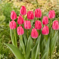 Bloomique - Mischung aus 20 - Tulipa - Tulpenzwiebeln - Rosa - Blumenzwiebeln - Frühlingsblüher - Mehrjährige Pflanzen - Wird bis zu 45-55 cm groß Bloomique - Mischung aus 20 - Tulipa - Tulpenzwiebeln - Rosa - Blumenzwiebeln - Frühlingsblüher - Mehrjährige Pflanzen - Wird bis zu 45-55 cm groß von BLOOMIQUE