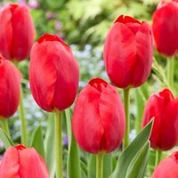 Bloomique - Mischung aus 20 - Tulipa - Tulpenzwiebeln - Rot - Blumenzwiebeln - Frühlingsblüher - Mehrjährige Pflanzen - Wird bis zu 50-55 cm groß Bloomique - Mischung aus 20 - Tulipa - Tulpenzwiebeln - Rot - Blumenzwiebeln - Frühlingsblüher - Mehrjährige Pflanzen - Wird bis zu 50-55 cm groß von BLOOMIQUE
