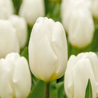 Bloomique - Mischung aus 20 - Tulipa - Tulpenzwiebeln - Weiß - Blumenzwiebeln - Frühlingsblüher - Mehrjährige Pflanzen - Wird 30-35 cm groß Bloomique - Mischung aus 20 - Tulipa - Tulpenzwiebeln - Weiß - Blumenzwiebeln - Frühlingsblüher - Mehrjährige Pflanzen - Wird 30-35 cm groß von BLOOMIQUE