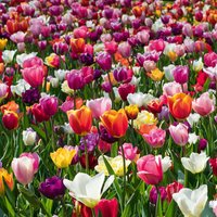 Bloomique - Mischung aus 20- bis 60-tägigen Tulpen - Tulpenzwiebeln - Farbmischung - Blumenzwiebeln - Frühlingsblüher - Mehrjährige Pflanzen - Wird von BLOOMIQUE