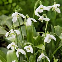 Bloomique - Mischung aus 25 - Galanthus Woronowii - Schneeglöckchen - Weiß - Blumenzwiebeln - Frühlingsblüte - Mehrjährige Pflanzen - Wird 10-15 cm von BLOOMIQUE