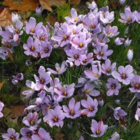 Bloomique - Mischung aus 40 - Crocus Sativus - Safrankrokus - Blau - Blumenzwiebeln - Herbstblüher - Mehrjährige Pflanzen - Wird 5-10 cm groß von BLOOMIQUE