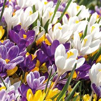 Bloomique - Mischung aus 40 - Krokusse - Krokusse - Farbmischung - Blumenzwiebeln - Frühlingsblüher - mehrjährige Pflanzen - wird bis zu 10-15 cm groß von BLOOMIQUE