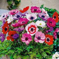 Bloomique - Mischung aus 50 - Anemone De Caen - Gartenanemone - Farbmischung - Blumenzwiebeln - Frühlingsblüte - mehrjährige Pflanzen - wird bis zu von BLOOMIQUE