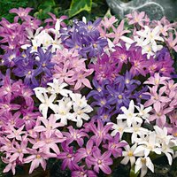Bloomique - Mischung aus 50 - Chionodoxa Forbesii - große Schneeblume - blau, weiß, lila - Blumenzwiebeln - Frühlingsblüte - mehrjährige Pflanzen von BLOOMIQUE