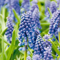 Bloomique - Mischung aus 50 - Muscari Armeniacum - Traubenhyazinthe - blaue Trauben - Blumenzwiebeln - Frühlingsblüte - mehrjährige Pflanzen - wird von BLOOMIQUE
