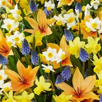 Bloomique - Mischung aus 50 - Wildblumen-Mischung - Mischung aus 4 Arten - Blumenzwiebeln - Frühlingsblüte - mehrjährige Pflanzen - wird bis zu 10 von BLOOMIQUE