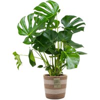 Bloomique - Monstera Deliciosa - Fensterblatt - Zimmerpflanzen - Pflegeleicht - Luftreinigend - Höhe 70-80 cm - Mit Jute Korb 21 cm Bloomique - Monstera Deliciosa - Fensterblatt - Zimmerpflanzen - Pflegeleicht - Luftreinigend - Höhe 70-80 cm - Mit Jute Korb 21 cm von BLOOMIQUE