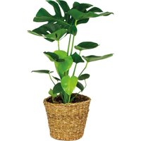 Bloomique - Monstera Deliciosa - Fensterblatt - Zimmerpflanzen - Pflegeleicht - Luftreinigend - Höhe 70-80 cm - Mit Rattan Korb 21 cm von BLOOMIQUE