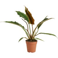 Bloomique - Philodendron Bipinnatifidum Choco Empress – Zimmerpflanzen – Luftreinigend – 15-25 cm hoch – 12 cm Topf von BLOOMIQUE