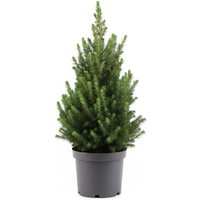 Bloomique – Picea Glauca December – Mini-Weihnachtsbaum – Zwergfichte – Weihnachtsdekoration – Für drinnen und draußen – Winterhart – Immergrün – Bloomique – Picea Glauca December – Mini-Weihnachtsbaum – Zwergfichte – Weihnachtsdekoration – Für drinnen und draußen – Winterhart – Immergrün – von BLOOMIQUE