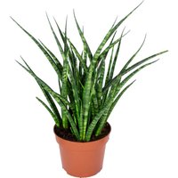 Bloomique - Sansevieria Fernwood Punk - Schwiegermutterzunge - Bogenhanf - Zimmerpflanzen - Luftreinigend - Sehr pflegeleicht - 20-30 cm Hoch - Topf Bloomique - Sansevieria Fernwood Punk - Schwiegermutterzunge - Bogenhanf - Zimmerpflanzen - Luftreinigend - Sehr pflegeleicht - 20-30 cm Hoch - Topf von BLOOMIQUE