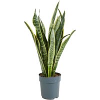 Bloomique - Sansevieria Laurentii - Bogenhanf - Sukkulenten - Zimmerpflanzen - Sehr Pflegeleicht - Höhe 30-40 cm - Topf 12 cm von BLOOMIQUE