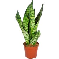 Bloomique - Sansevieria Zeylanica - Bogenhanf - Sukkulenten - Zimmerpflanzen - Sehr Pflegeleicht - Höhe 30-40 cm - Topf 12 cm von BLOOMIQUE