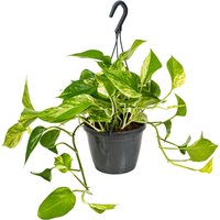 Bloomique - Scindapsus Marble Queen - Efeutute - Hängepflanze - Auch geeignet als Kletterpflanze - Zimmerpflanzen - Luftreinigend - Pflegeleicht von BLOOMIQUE