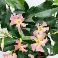 Bloomique - Trachelospermum Jasminoides - Toskanischer Jasmin - Rosa - Kletterpflanzen - Gartenpflanzen - Winterhart - Immergrün - 50-70 cm Hoch Bloomique - Trachelospermum Jasminoides - Toskanischer Jasmin - Rosa - Kletterpflanzen - Gartenpflanzen - Winterhart - Immergrün - 50-70 cm Hoch von BLOOMIQUE