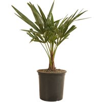 Bloomique - Trachycarpus Fortunei - Chinesische Hanfpalme - Palmen Winterhart Draußen - Höhe 50-60 cm - Topf 19 cm Bloomique - Trachycarpus Fortunei - Chinesische Hanfpalme - Palmen Winterhart Draußen - Höhe 50-60 cm - Topf 19 cm von BLOOMIQUE