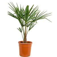 Bloomique - Trachycarpus Fortunei - Chinesische Hanfpalme - Palmen Winterhart Draußen - Höhe 70-80 cm - Topf 24 cm Bloomique - Trachycarpus Fortunei - Chinesische Hanfpalme - Palmen Winterhart Draußen - Höhe 70-80 cm - Topf 24 cm von BLOOMIQUE
