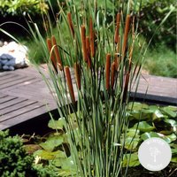 Bloomique - Typha Latifolia - Breitblättriger Rohrkolben - Teichpflanzen Winterhart - Wasserpflanzen - Zone 2-3 - Höhe 15-25 cm - Topf 9 cm von BLOOMIQUE