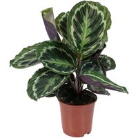 Bloomique - Calathea Medaillon - Pfauenpflanze - Zimmerpflanzen - Luftreinigend - Tierfreundlich - 40-50 cm Hoch - Topf 14 cm von BLOOMIQUE