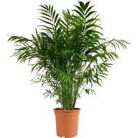 Chamaedorea Elegans - Bergpalme - Zimmerpflanzen - Pflegeleicht - Haustierfreundlich - Höhe 80-100 cm - Topf 20 cm - Bloomique Chamaedorea Elegans - Bergpalme - Zimmerpflanzen - Pflegeleicht - Haustierfreundlich - Höhe 80-100 cm - Topf 20 cm - Bloomique von BLOOMIQUE