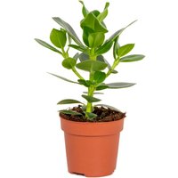 Bloomique - Clusia - Balsamapfel - Zimmerpflanzen - Luftreinigend - Pflegeleicht - Luftreinigend - Höhe 20-30 cm - Topf 12 cm Bloomique - Clusia - Balsamapfel - Zimmerpflanzen - Luftreinigend - Pflegeleicht - Luftreinigend - Höhe 20-30 cm - Topf 12 cm von BLOOMIQUE