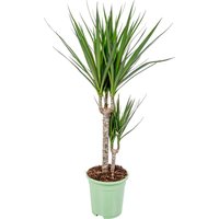 Dracaena Marginata - Drachenbaum - Zimmerpflanzen - Pflegeleicht - Luftreinigend - Höhe 70-80 cm - Topf 17 cm - Bloomique Dracaena Marginata - Drachenbaum - Zimmerpflanzen - Pflegeleicht - Luftreinigend - Höhe 70-80 cm - Topf 17 cm - Bloomique von BLOOMIQUE